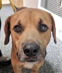 Black Mouth Cur-Labrador Retriever Mix Dogs for adoption in Brunswick, GA, USA