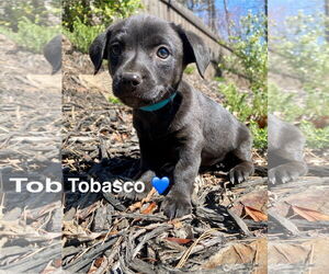 Chiweenie Dogs for adoption in Ball Ground, GA, USA