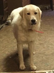 Great Pyrenees Dogs for adoption in Akron, OH, USA