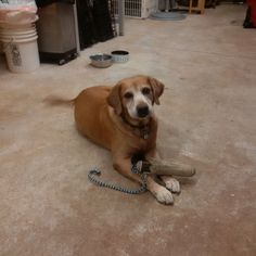 Labrador Retriever Dogs for adoption in Bristol, TN, USA