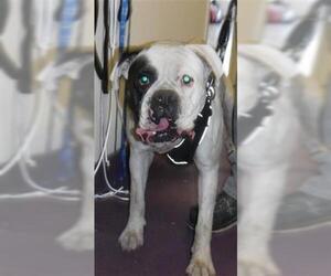 American Bulldog Dogs for adoption in Long Beach, CA, USA