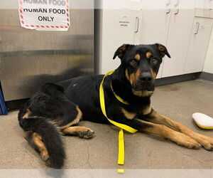 Rottweiler Dogs for adoption in Berkeley , CA, USA