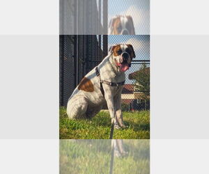 Boxer Dogs for adoption in Austin, TX, USA