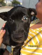 Sheprador Dogs for adoption in Fresno, CA, USA