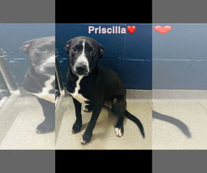Labrador Retriever-Unknown Mix Dogs for adoption in Sterling, MA, USA