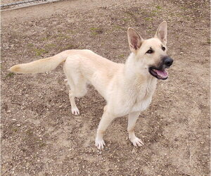 Mutt Dogs for adoption in Maquoketa, IA, USA