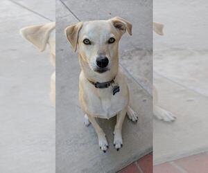 Labrador Retriever Dogs for adoption in Menifee, CA, USA