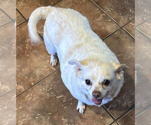 Chihuahua-Unknown Mix Dogs for adoption in Munford, TN, USA