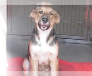 German Shepherd Dog-Unknown Mix Dogs for adoption in Orange, CA, USA