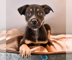Australian Shepherd-Unknown Mix Dogs for adoption in Sheridan, CO, USA