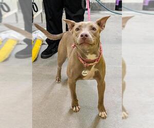 Labmaraner Dogs for adoption in Forestville, MD, USA