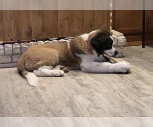 Saint Bernard Dogs for adoption in Des Moines, IA, USA