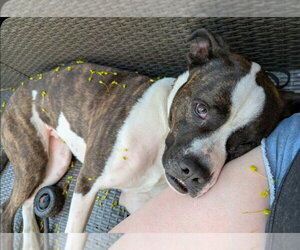 Mutt Dogs for adoption in Brights Grove, Ontario, Canada