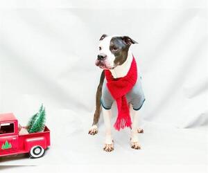 Boxer Dogs for adoption in Sanford, FL, USA