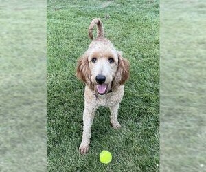 Goldendoodle Dogs for adoption in Fort Worth, TX, USA