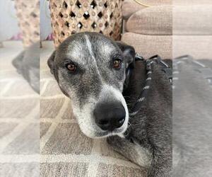 Labrador Retriever Dogs for adoption in Ogden, UT, USA