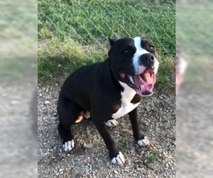 Bull-Boxer Dogs for adoption in Glenwood, GA, USA