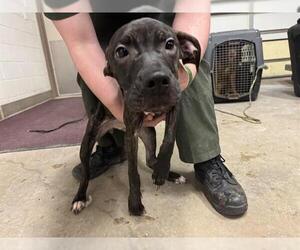 American Pit Bull Terrier Dogs for adoption in Decatur, IL, USA