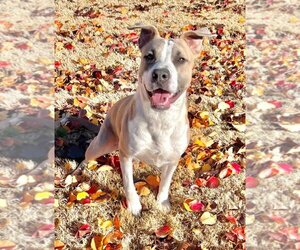 American Pit Bull Terrier-Unknown Mix Dogs for adoption in Great Bend, KS, USA