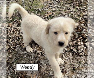 Airedale Terrier-Great Pyrenees Mix Dogs for adoption in GILBERTS, IL, USA