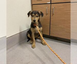 German Shepherd Dog Dogs for adoption in Modesto, CA, USA