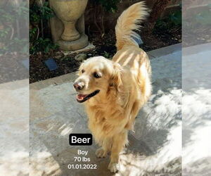 Golden Retriever Dogs for adoption in West Hollywood, CA, USA