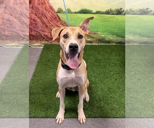 Basenji-Carolina Dog Mix Dogs for adoption in Euless, TX, USA