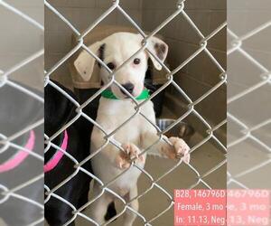 Sheprador Dogs for adoption in Princeton, MN, USA