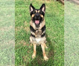 German Shepherd Dog Dogs for adoption in Royse City , TX, USA