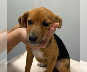 German Shepherd Dog-Whippet Mix Dogs for adoption in Chico, CA, USA