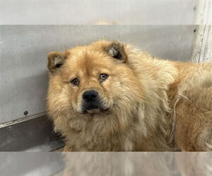 Chow Chow Dogs for adoption in San Bernardino, CA, USA