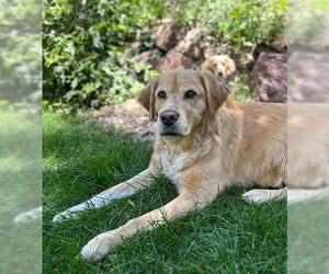 Golden Retriever-Unknown Mix Dogs for adoption in Winter Park, CO, USA