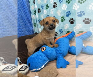 Chihuahua-Unknown Mix Dogs for adoption in Chico, CA, USA