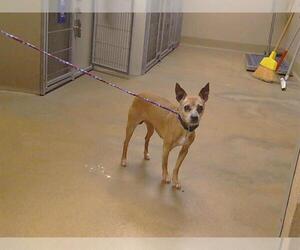 Chihuahua Dogs for adoption in Sacramento, CA, USA