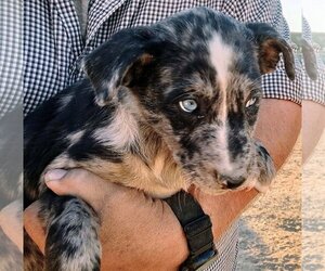 Australian Shepherd-Retriever  Mix Dogs for adoption in Pena Blanca, NM, USA