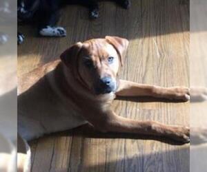 Black Mouth Cur Dogs for adoption in Roanoke, VA, USA