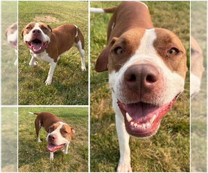 Mutt Dogs for adoption in Fort Wayne, IN, USA