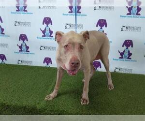 Weimaraner Dogs for adoption in Orlando, FL, USA