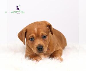 Chiweenie Dogs for adoption in Crystal , MN, USA