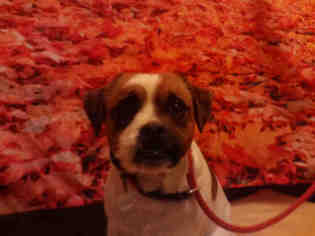 Boglen Terrier Dogs for adoption in Forestville, MD, USA
