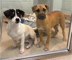 American Pit Bull Terrier-Unknown Mix Dogs for adoption in Dedham, MA, USA