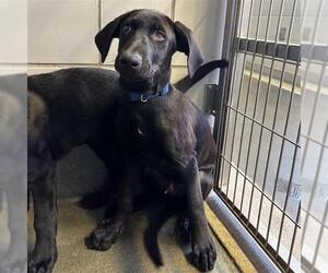 Labrador Retriever-Unknown Mix Dogs for adoption in San Antonio, TX, USA