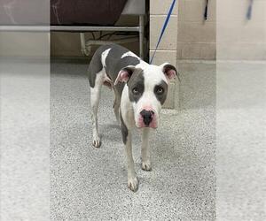 American Pit Bull Terrier-Unknown Mix Dogs for adoption in Conroe, TX, USA