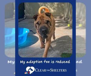 Chinese Shar-Pei Dogs for adoption in Boston, MA, USA