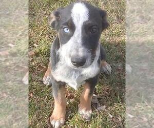 Mutt Dogs for adoption in San Antonio, TX, USA