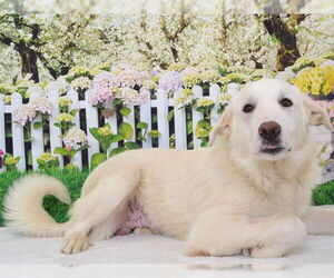 Akbash-Great Pyrenees Mix Dogs for adoption in Oroville, CA, USA