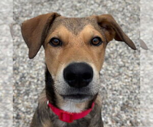 Labrador Retriever-Unknown Mix Dogs for adoption in Jefferson, WI, USA