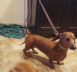 Dachshund Dogs for adoption in West valley , UT, USA