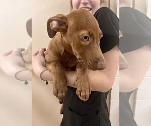 Labrador Retriever-Unknown Mix Dogs for adoption in Hilton Head, SC, USA