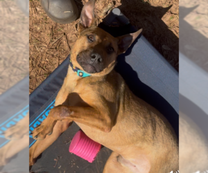 Black Mouth Cur-Unknown Mix Dogs for adoption in Decatur, GA, USA